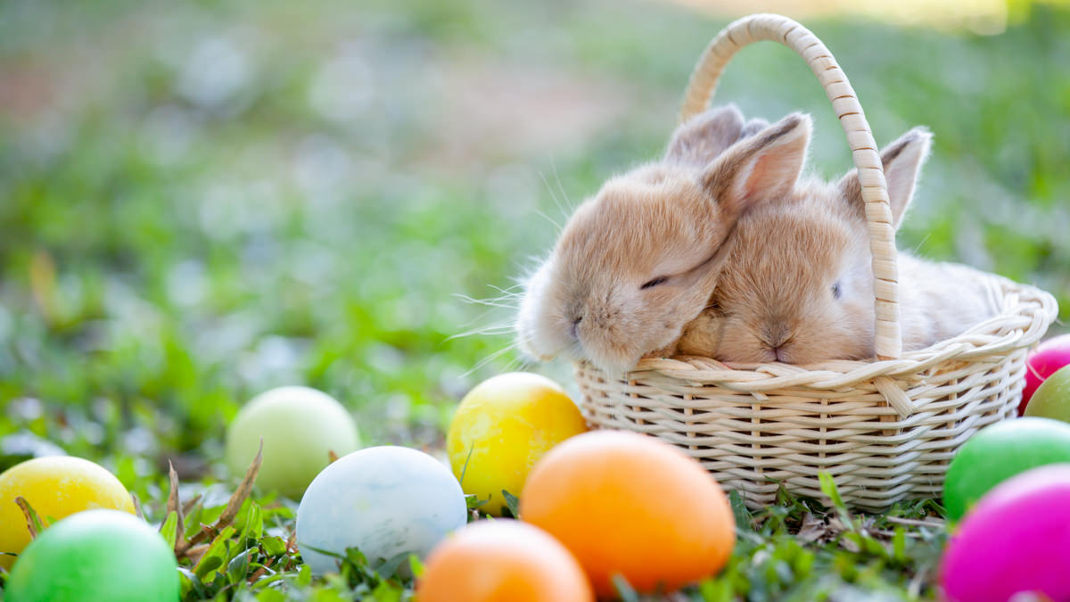 Harvey