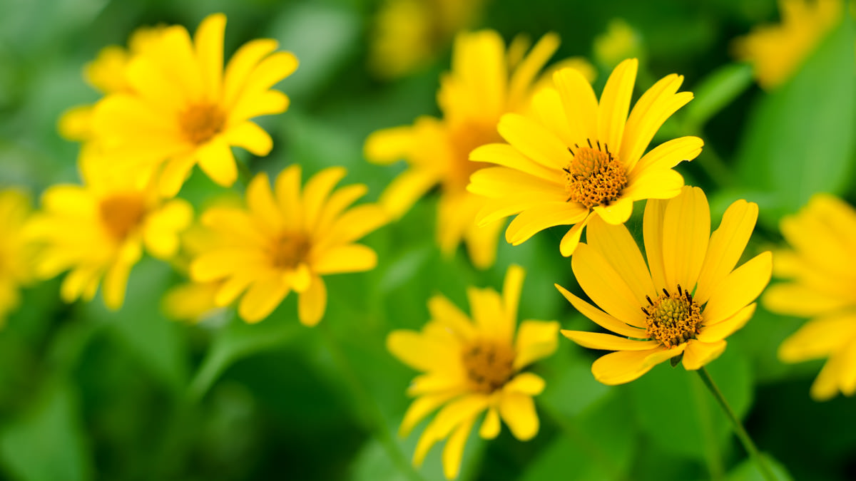 Spring Instrumental Concert