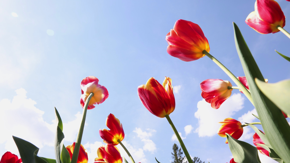 KHS Theatre Donations Spring 25/26