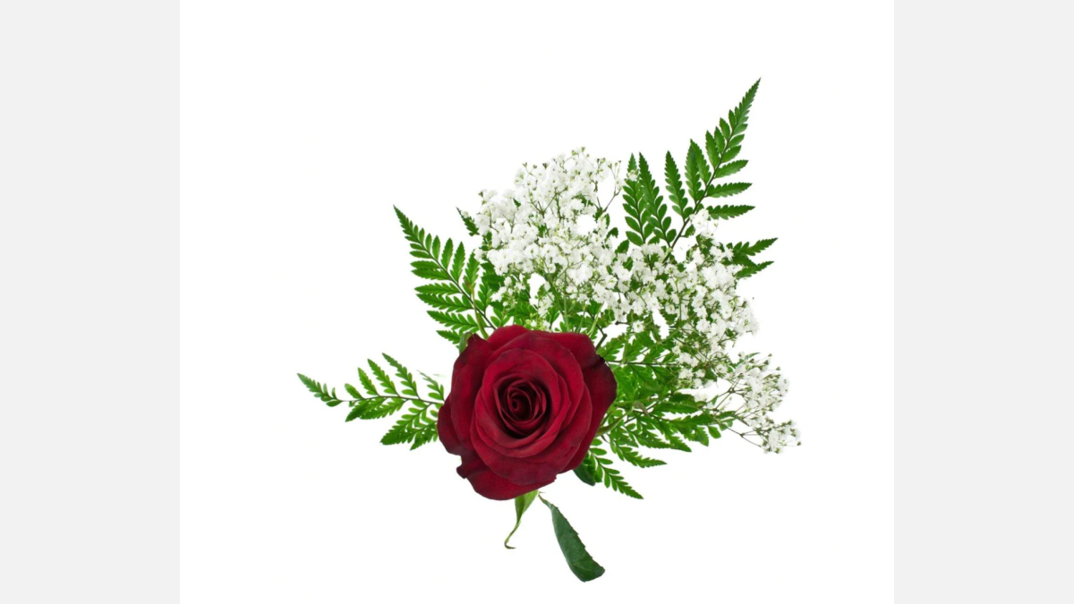 Single Rose - Flower